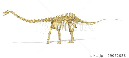Diplodocus dinosaur full skeleton photo-realistc rendering. Perspective view. 29072028