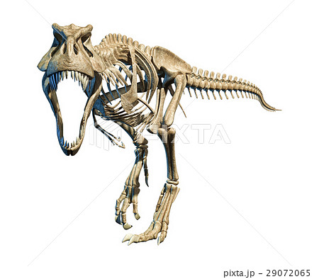 T Rex Photo Realistic Full Skeleton Front View のイラスト素材