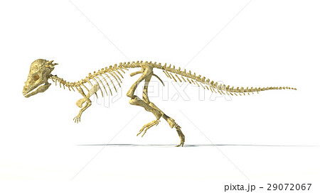Pachycephalosaurus dinosaur, full photo-realistic skeleton, scientifically correct. Side view On white background. 29072067