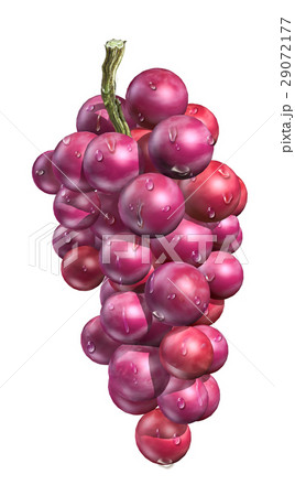 Red grape with water droplets, on white background. Red grape with water droplets, on white background. 29072177