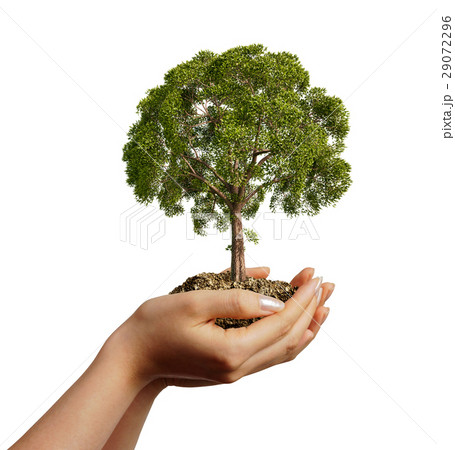 Woman's hands holding soil with a tree. Woman's hands holding soil with a tree. 29072296
