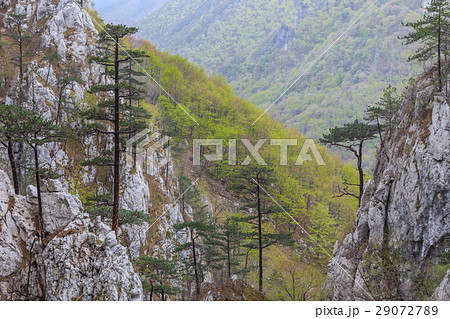 Tasnei Gorge, Romania 29072789