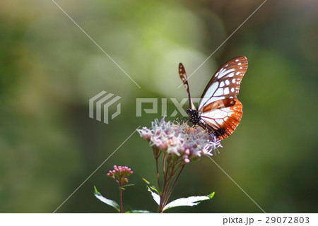 フジバカマにアサギマダラ フジバカマにアサギマダラ 29072803