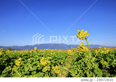 早春の琵琶湖 29072810