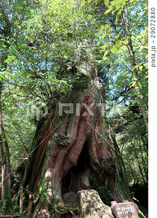 屋久島　白谷雲水峡 29072880