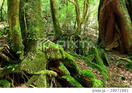 屋久島 白谷雲水峡 屋久島 白谷雲水峡 29072881