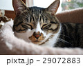 お昼寝中の猫 29072883