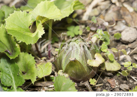 フキノトウ フキノトウ 29072893