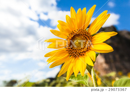 Yellow Sunflower Yellow Sunflower 29073367