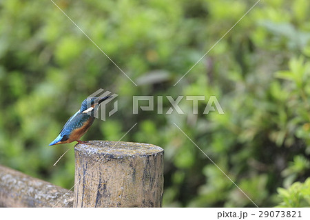 カワセミ 29073821