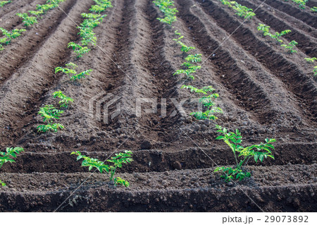 見沼田んぼ　野菜畑 29073892