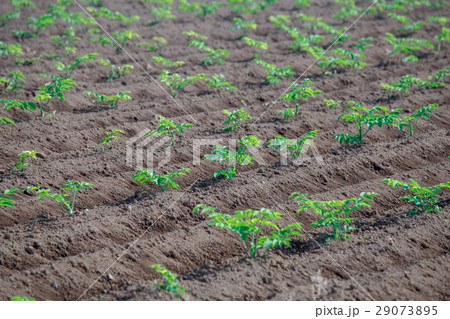 見沼田んぼ 野菜畑 見沼田んぼ 野菜畑 29073895
