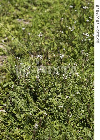 タネツケバナ 29074859