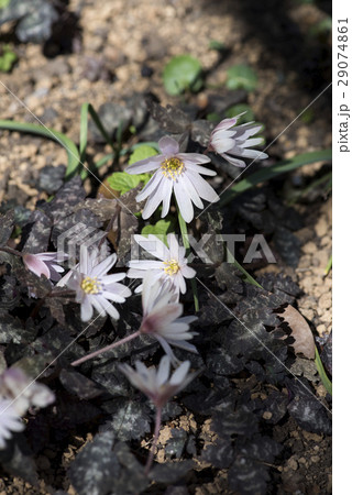 ゆきわりいちげの写真素材