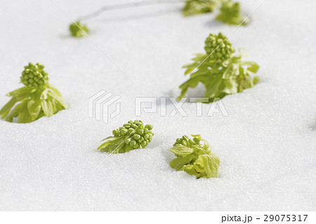 蕗のとう5 29075317