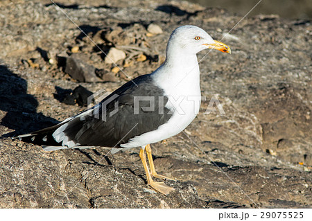 Yellow-legged Gull at Fuerteventura Canary Islands 29075525