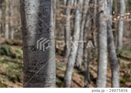 Forest of beech trees Forest of beech trees 29075856