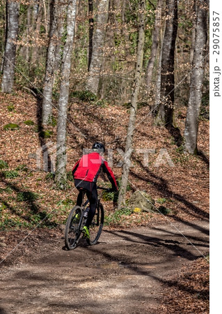 Biker in the forest 29075857