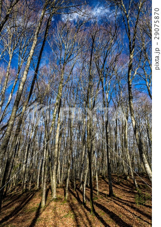 Forest of beech trees 29075870