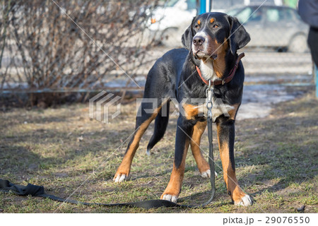 Appenzeller sennenhund dog standing outdoors 29076550