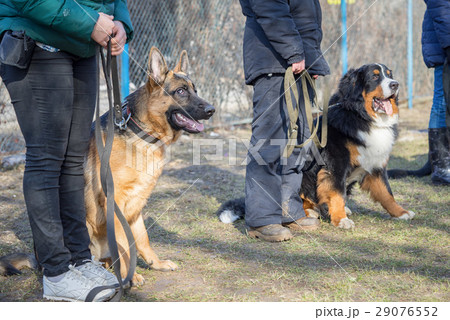Shepherd and Bernese Mountain Dogs 29076552