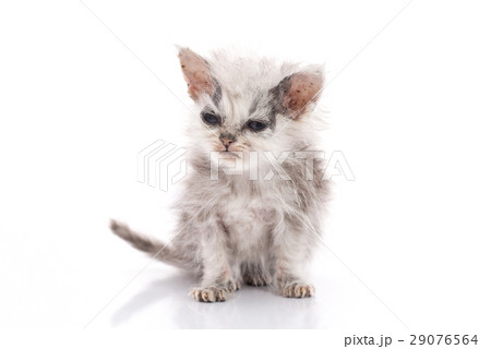 Sick kitten on white background 29076564