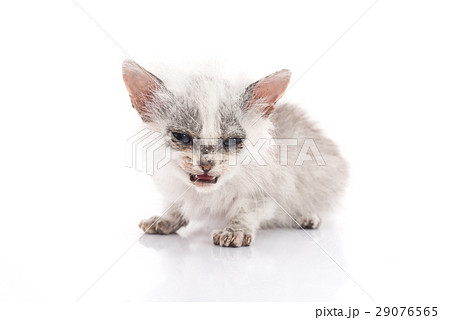 Sick kitten on white background 29076565