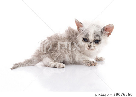 Sick kitten on white background 29076566
