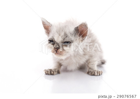 Sick kitten on white background 29076567