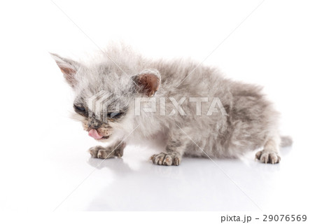 Sick kitten on white background 29076569