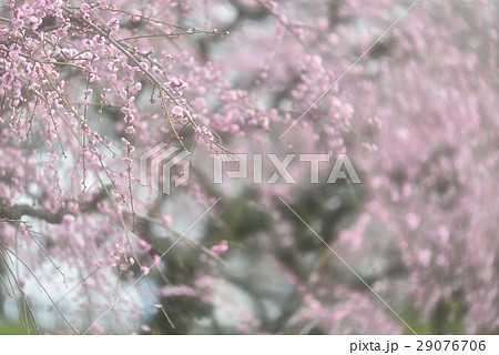 優美な桃色の梅の趣き 優美な桃色の梅の趣き 29076706