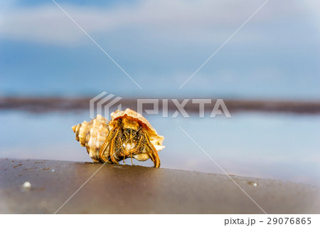 hermit crab 29076865