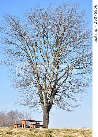 比良の丘 29076906