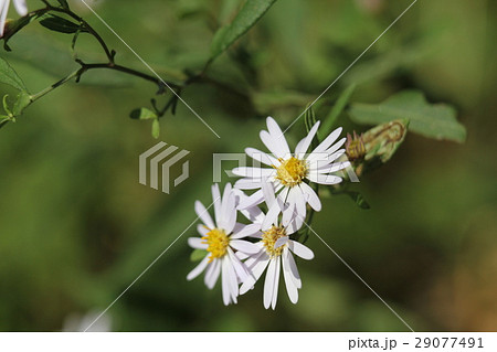 シロヨメナ 29077491