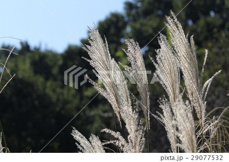 ススキ 29077532