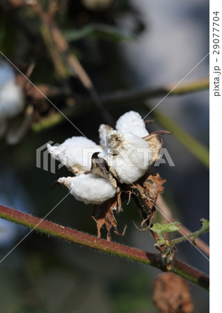 ケブカワタ 29077704