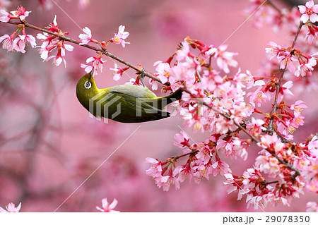 メジロとオカメザクラ 29078350