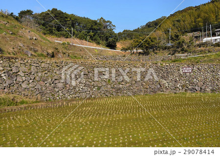 尾木場の棚田 29078414