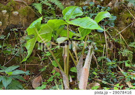 ムサシアブミ 29078416