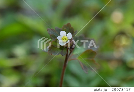 ヒメウズ 29078417