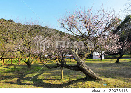 藤川天神 29078418