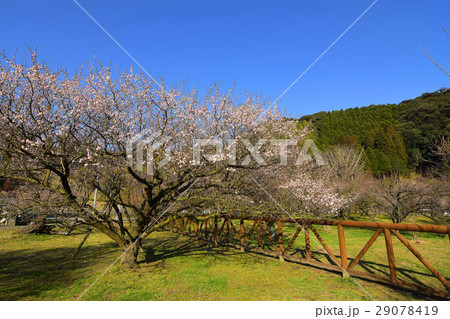 藤川天神 29078419