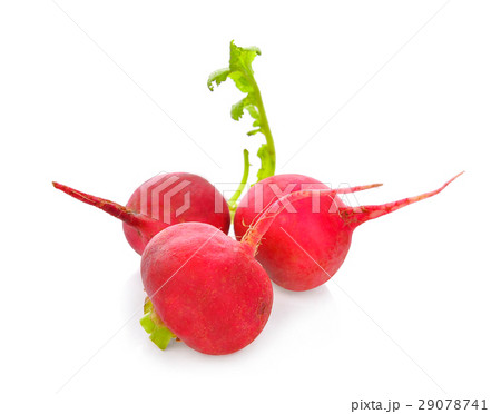 Small garden radish isolated on white background 29078741