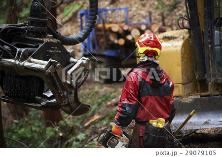 林業の男性 林業の男性 29079105