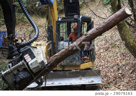 林業の男性 林業の男性 29079163