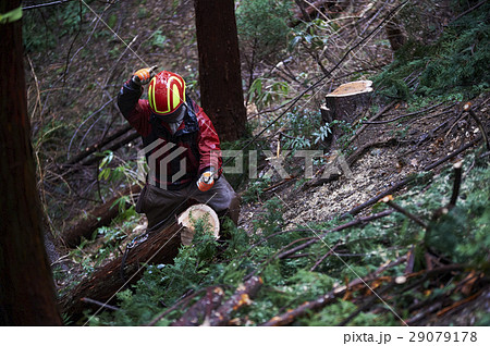 林業の男性 29079178