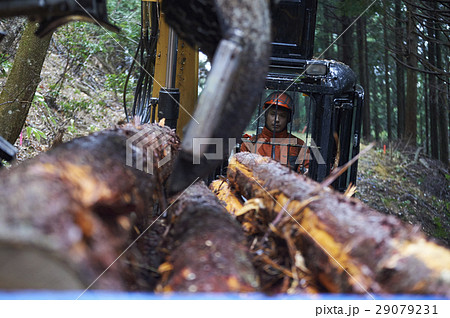 林業の男性 29079231