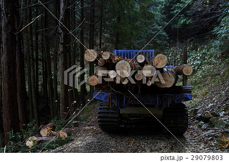林業 林業 29079803