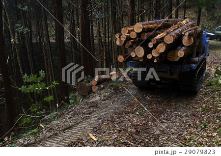林業 林業 29079823