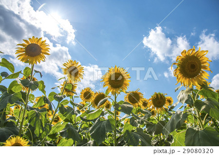 ひまわりの丘 29080320